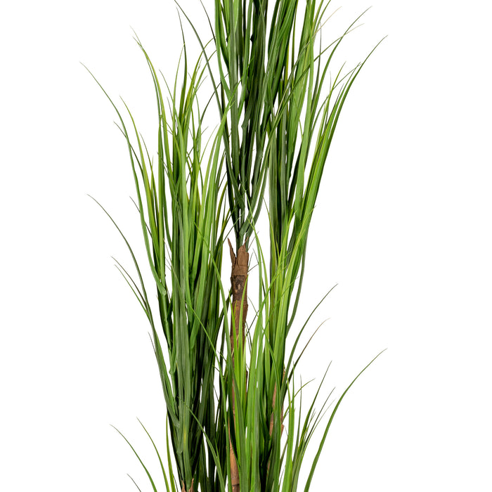62" Reed Plant in Small Zander Planter
