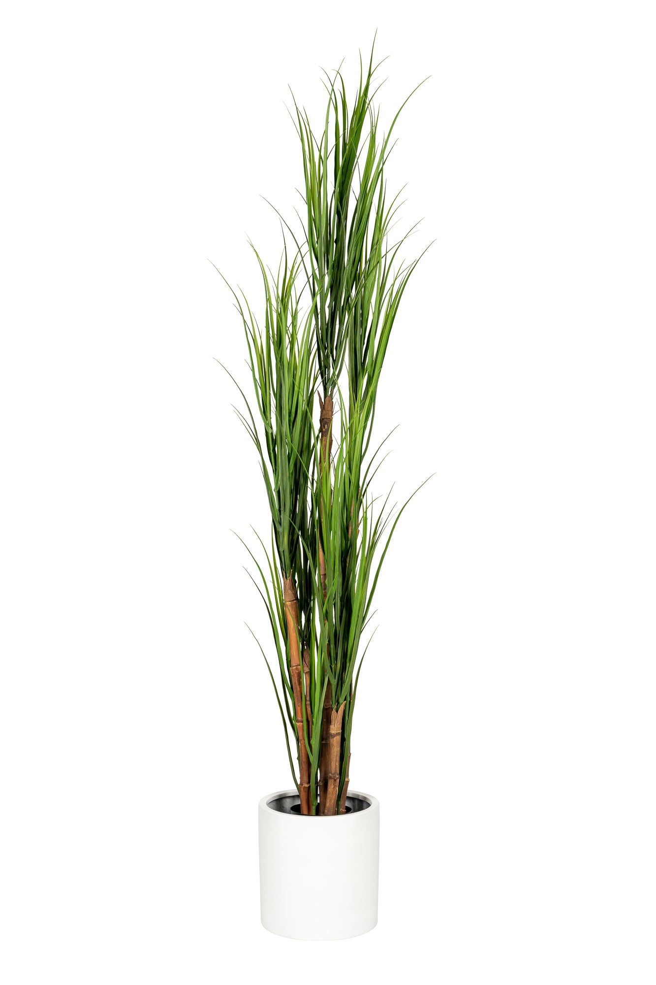 6’ Reed Grass Plant FP1244