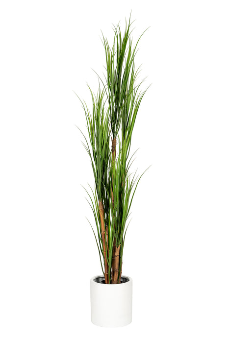 6’ Reed Grass Plant FP1244