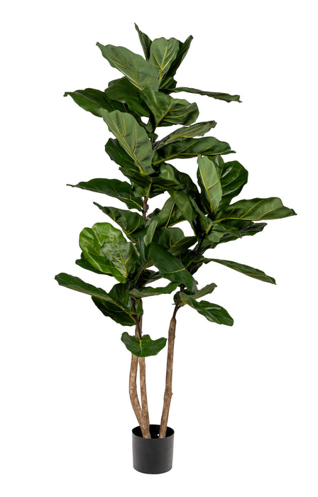 5’ Fiddle Leaf Fig Tree- UV Protected FP1288