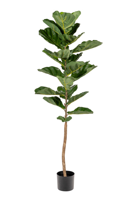 5' Fiddle Leaf Fig Tree- UV Protected     FP1290