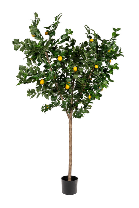7’ Lemon Tree- UV Protected   FP1293