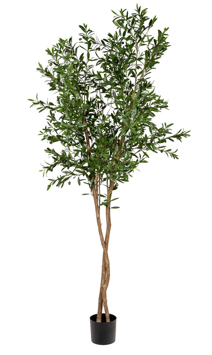 8' Olive Tree-UV Protected    FP1295