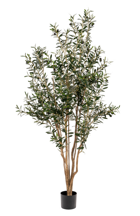 7' Olive Tree- UV Protected FP1297