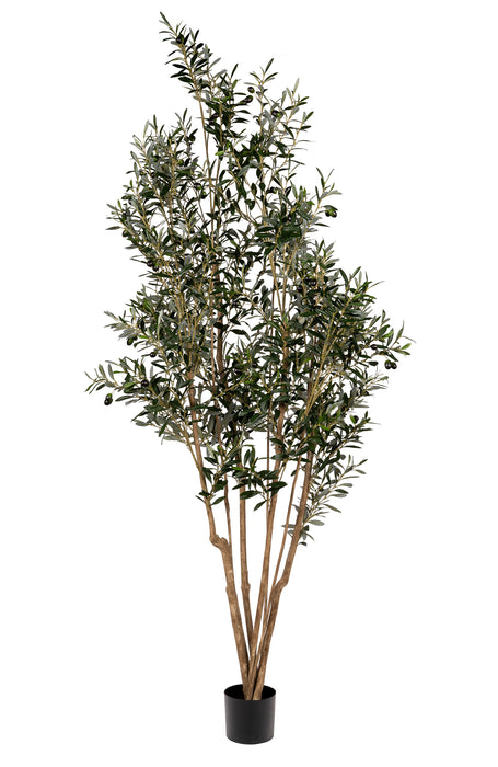 6' Olive Tree- UV Protected     FP1298
