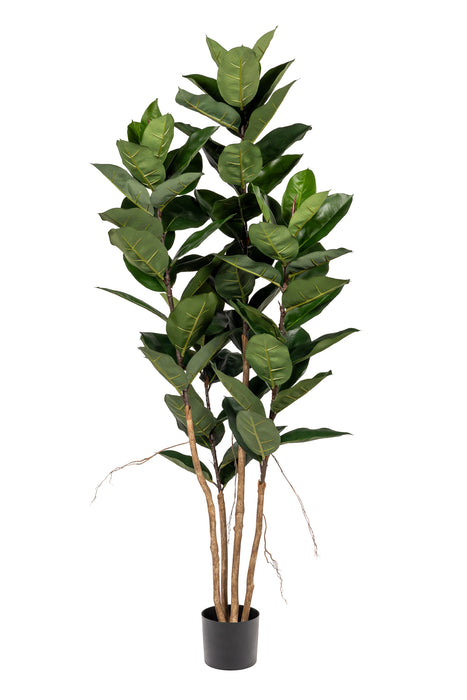 6’ Rubber Tree - UV Protected    FP1306