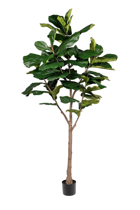 7' Fiddle Leaf Fig- UV Treated      FP1320