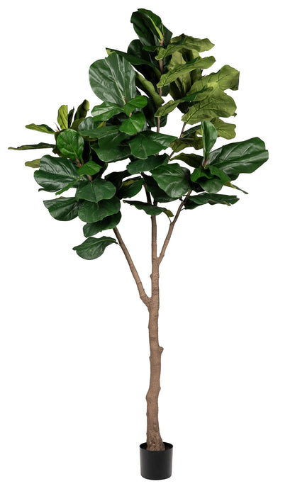 8' Fiddle Leaf Fig - UV Treated   FP1321