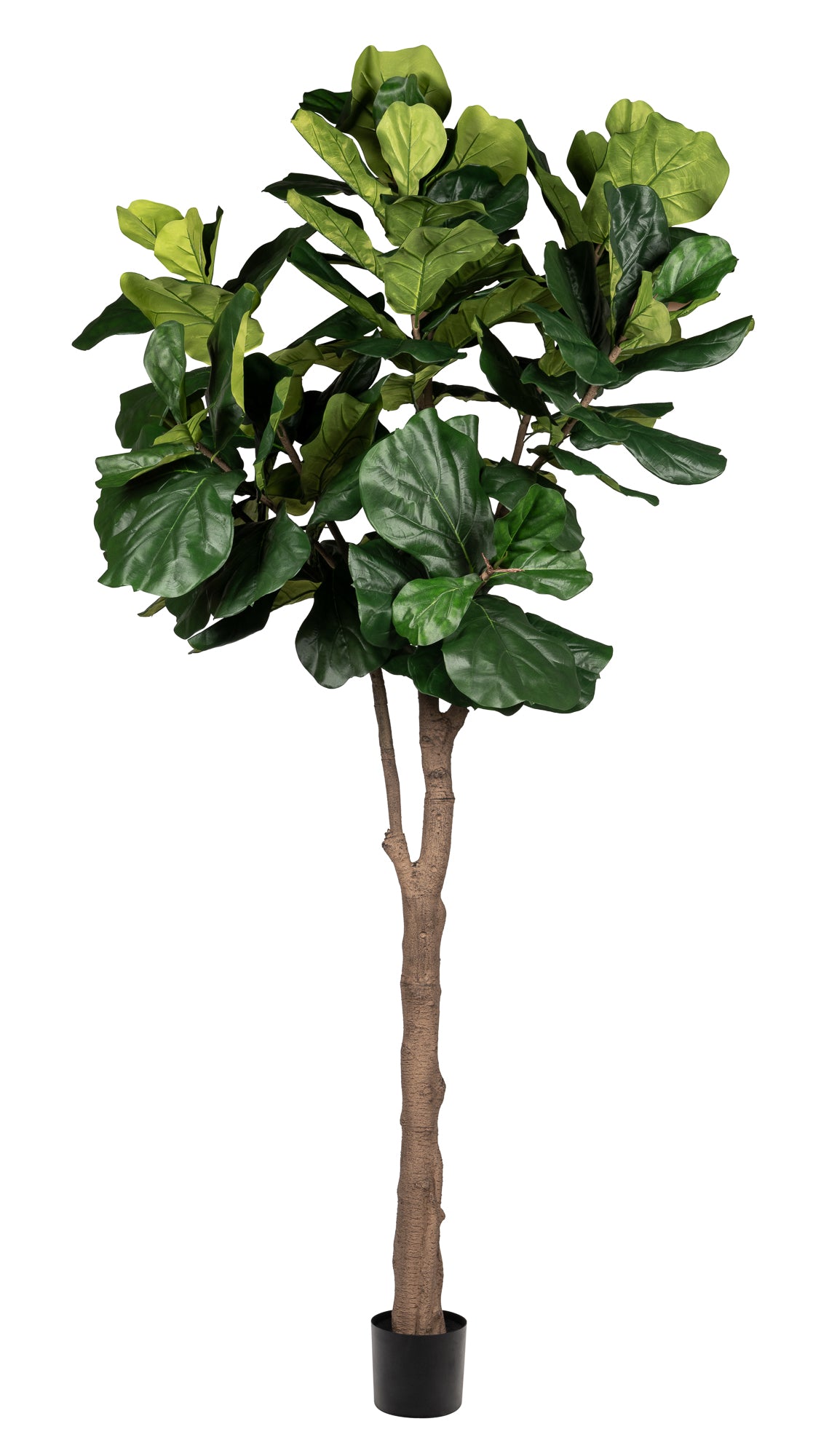 10' Fiddle Leaf Fig - UV Treated   FP1322