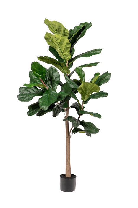 5" Fiddle Leaf Fig - UV Treated   FP1323