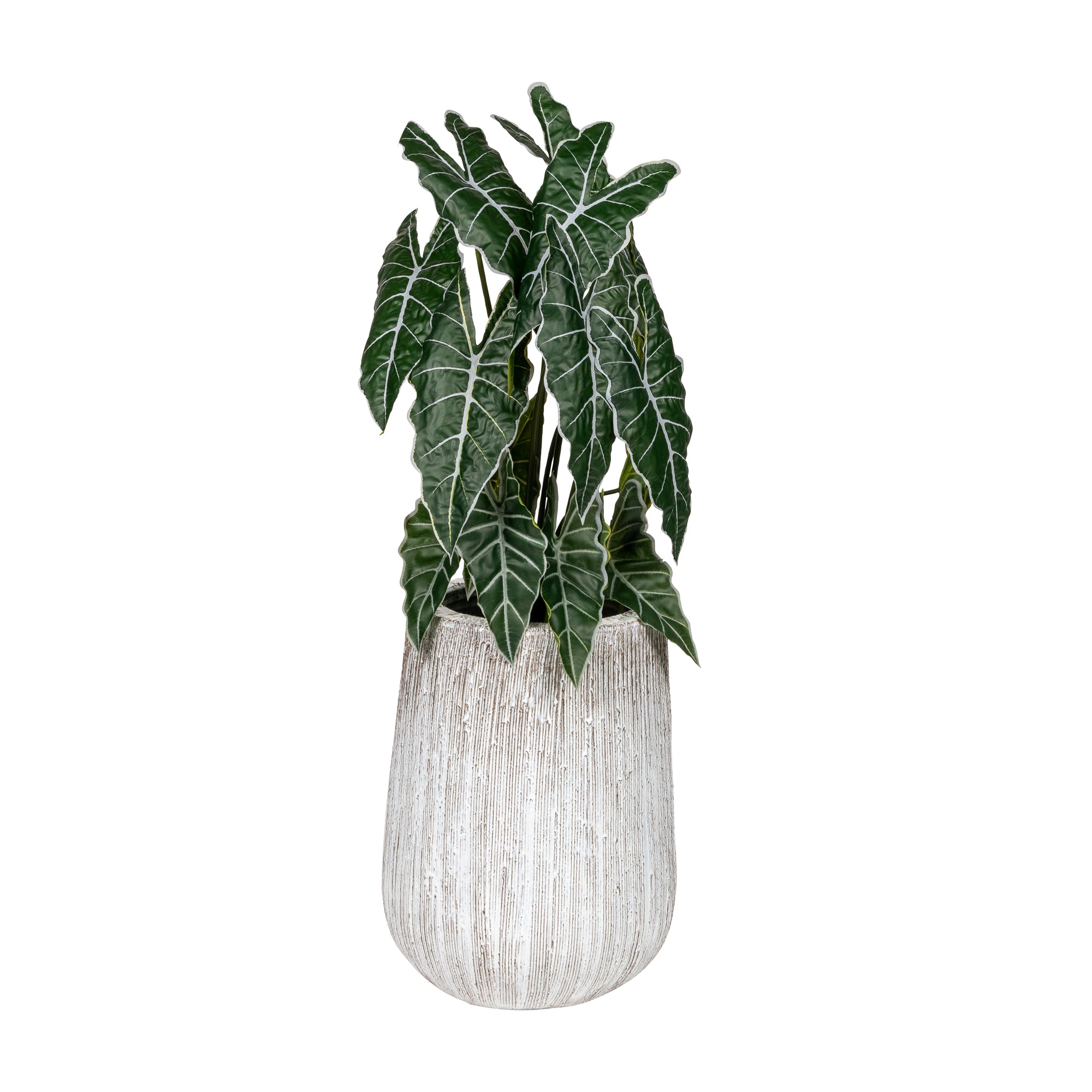 3' Grand Syngonium Bush - UV Treated   FP1325