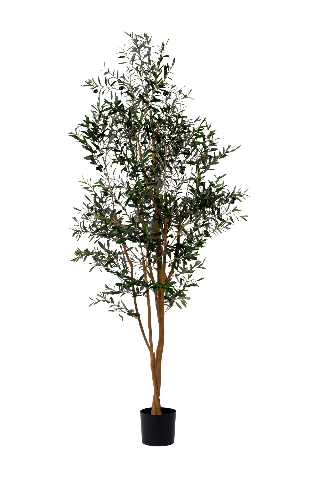 7' Olive Tree FP1141