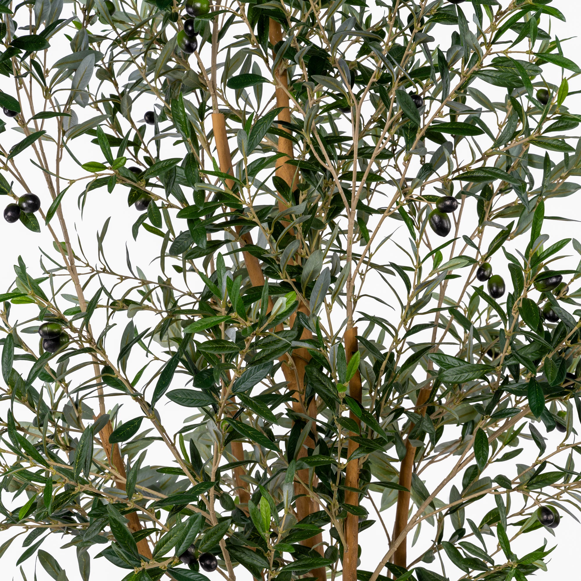 7' Olive Tree FP1141