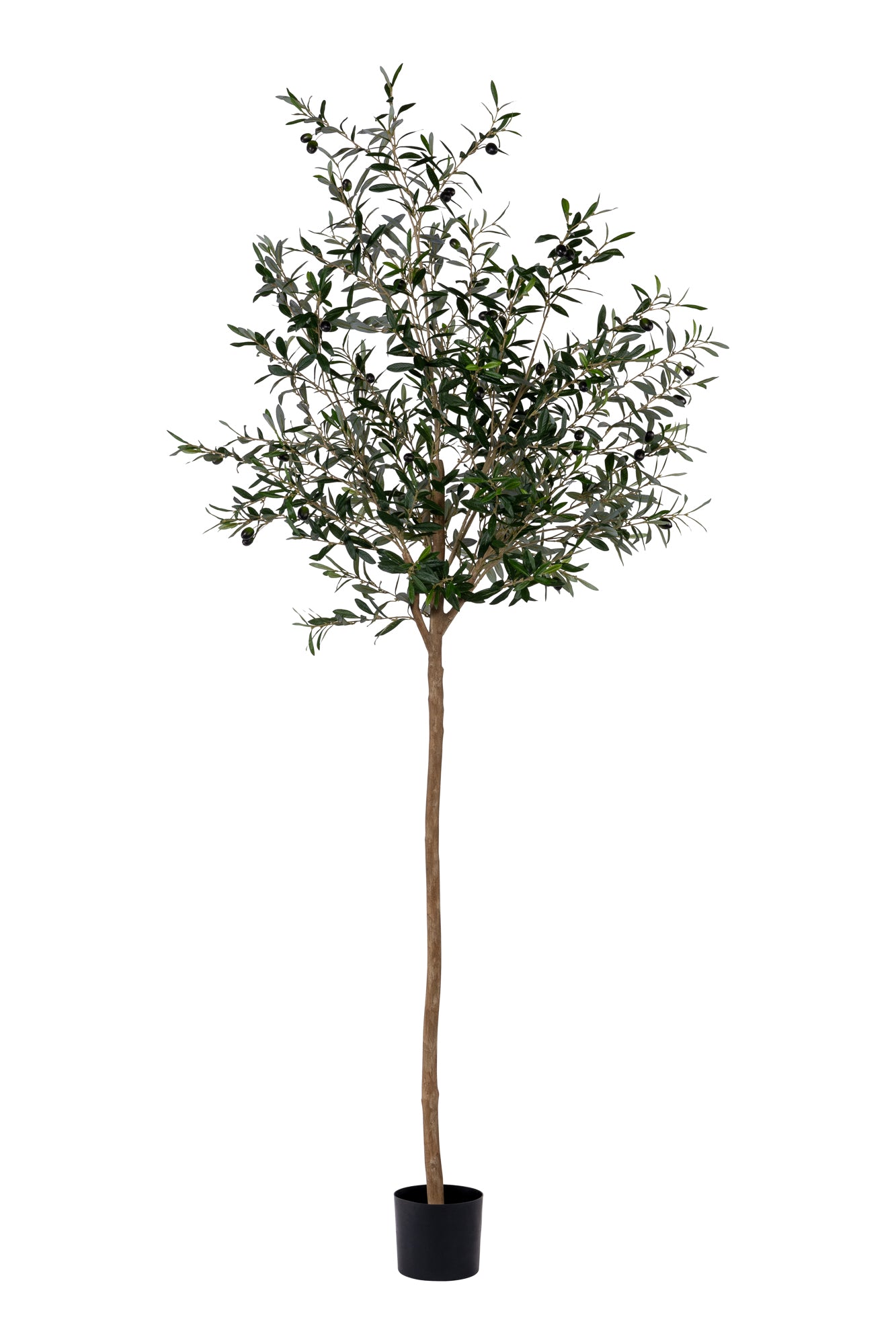 7’ Olive Tree   FP1186