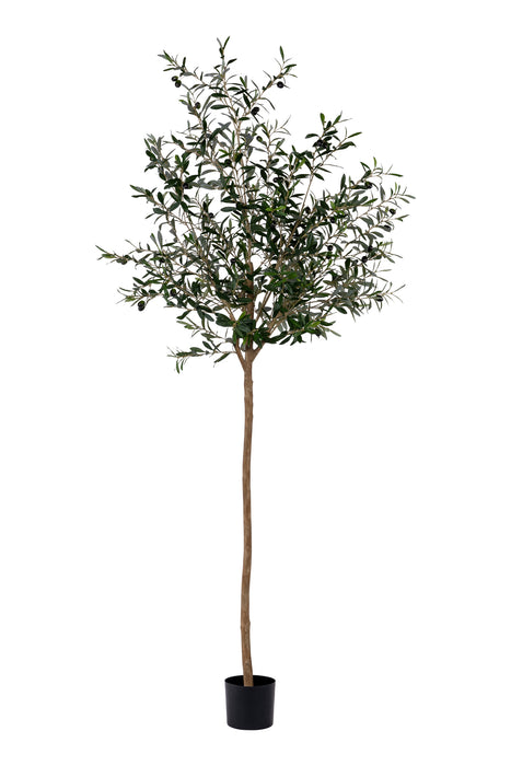 7’ Olive Tree   FP1186