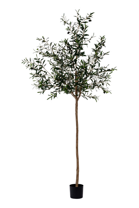 7’ Olive Tree   FP1186