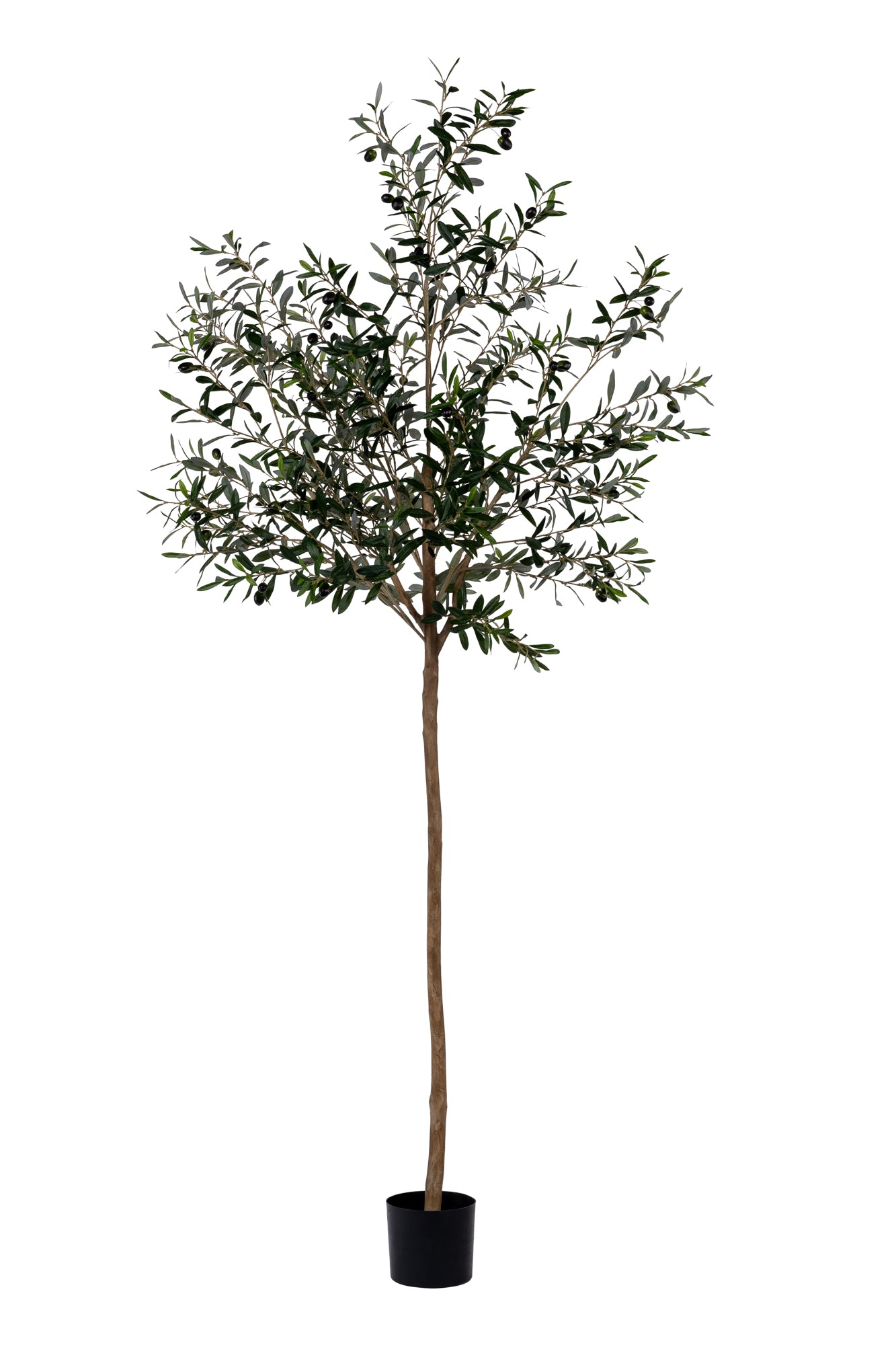 7’ Olive Tree   FP1186