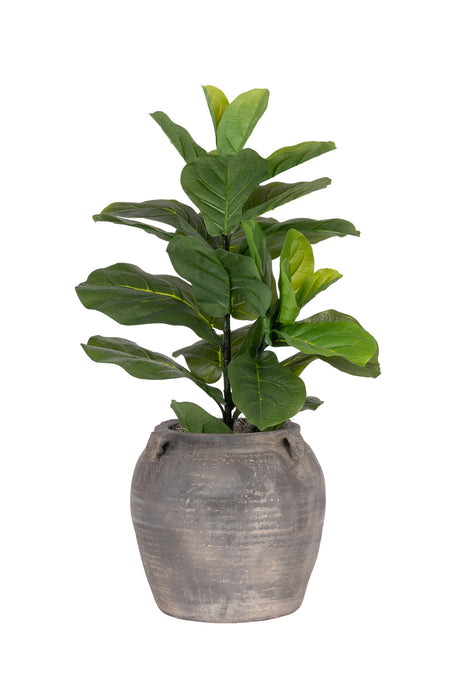 2' Fiddle Fig in Vintage Clay Planter