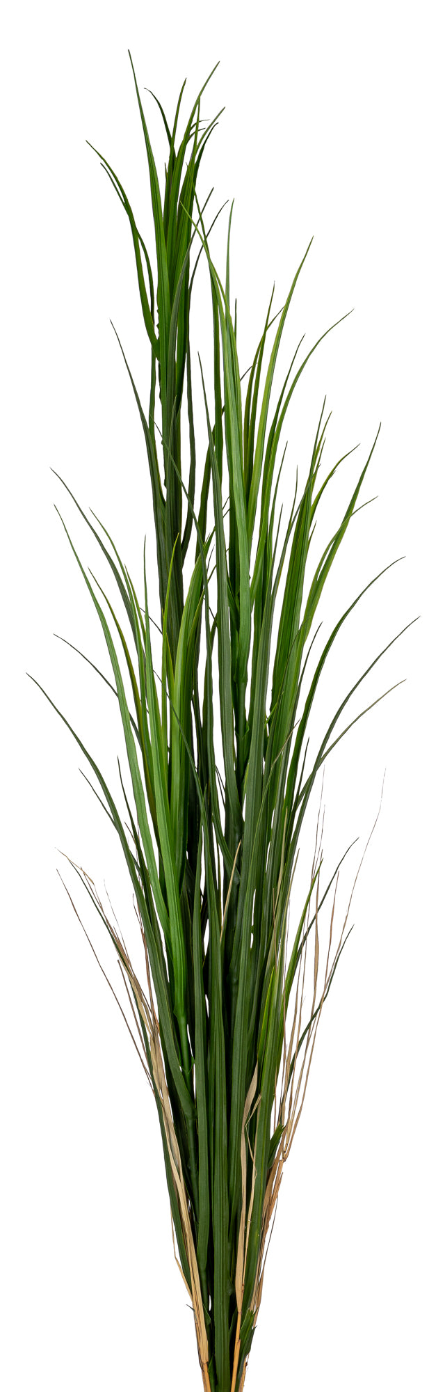 62” Grass Reed Stem  GS1026