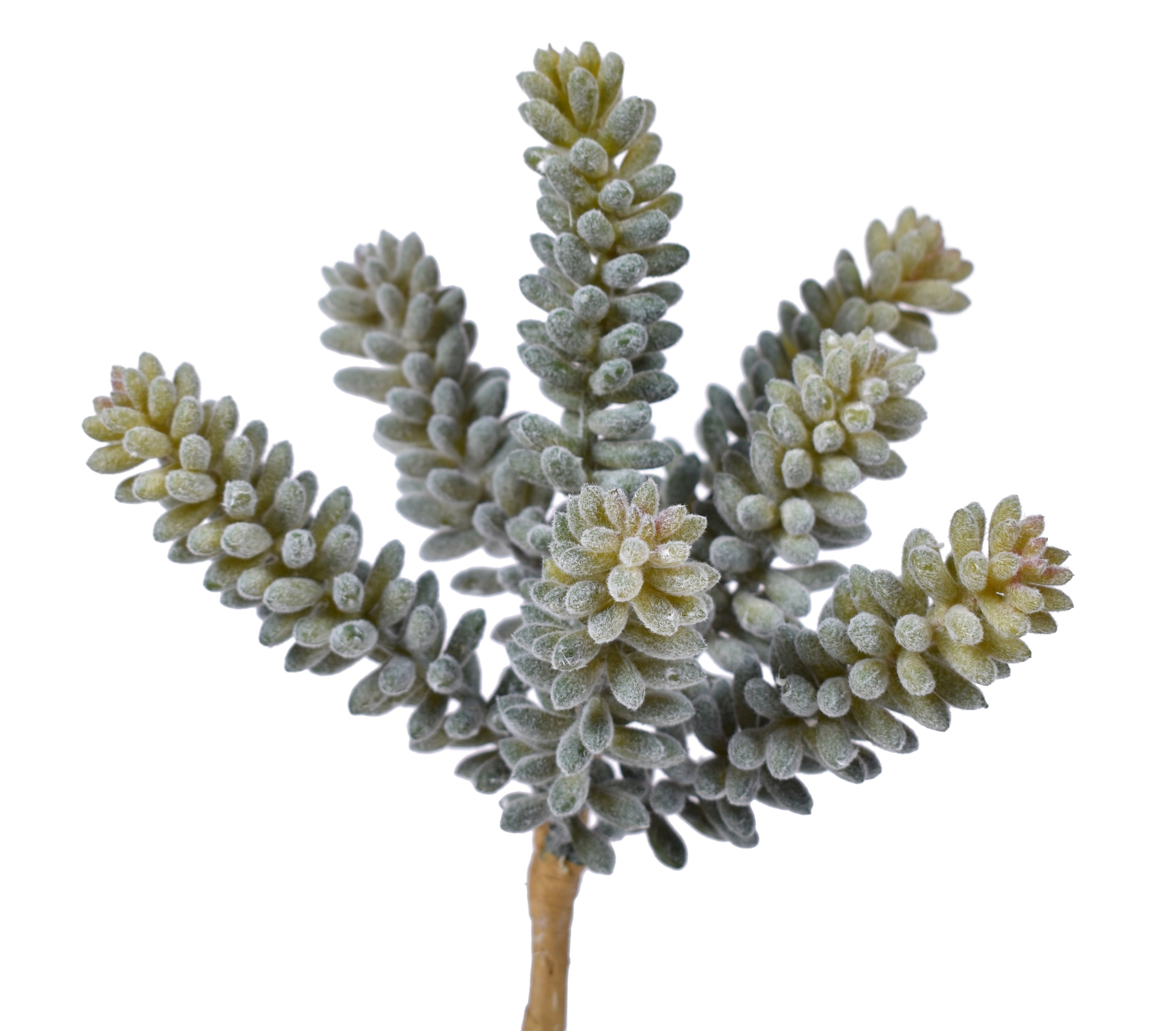 8" UV Protected Fuzzy Sedum Pick   SE1029UV