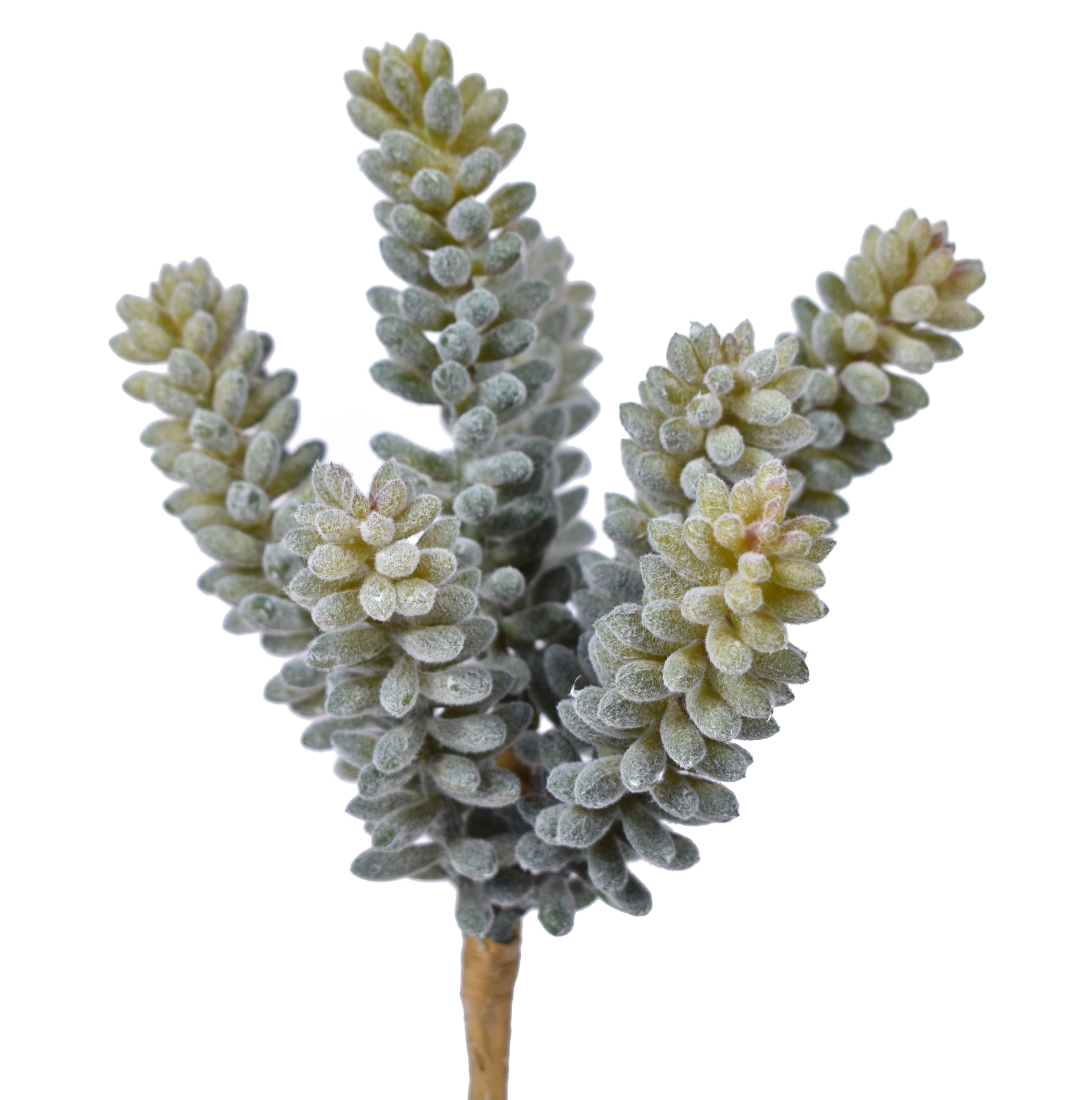 8" UV Protected Fuzzy Sedum Pick   SE1029UV