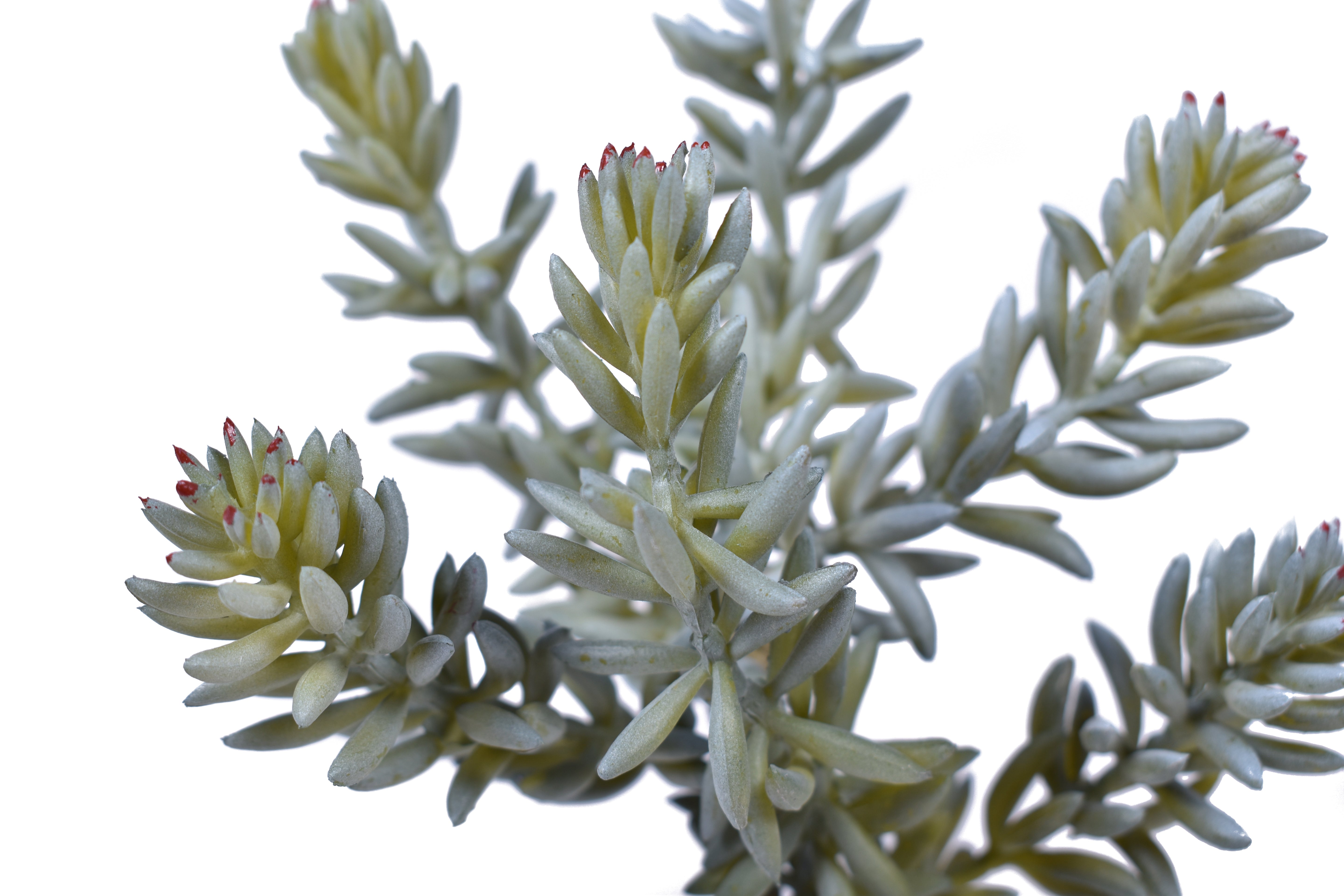 9" Sedum Pick- UV Protected    SE1033UV