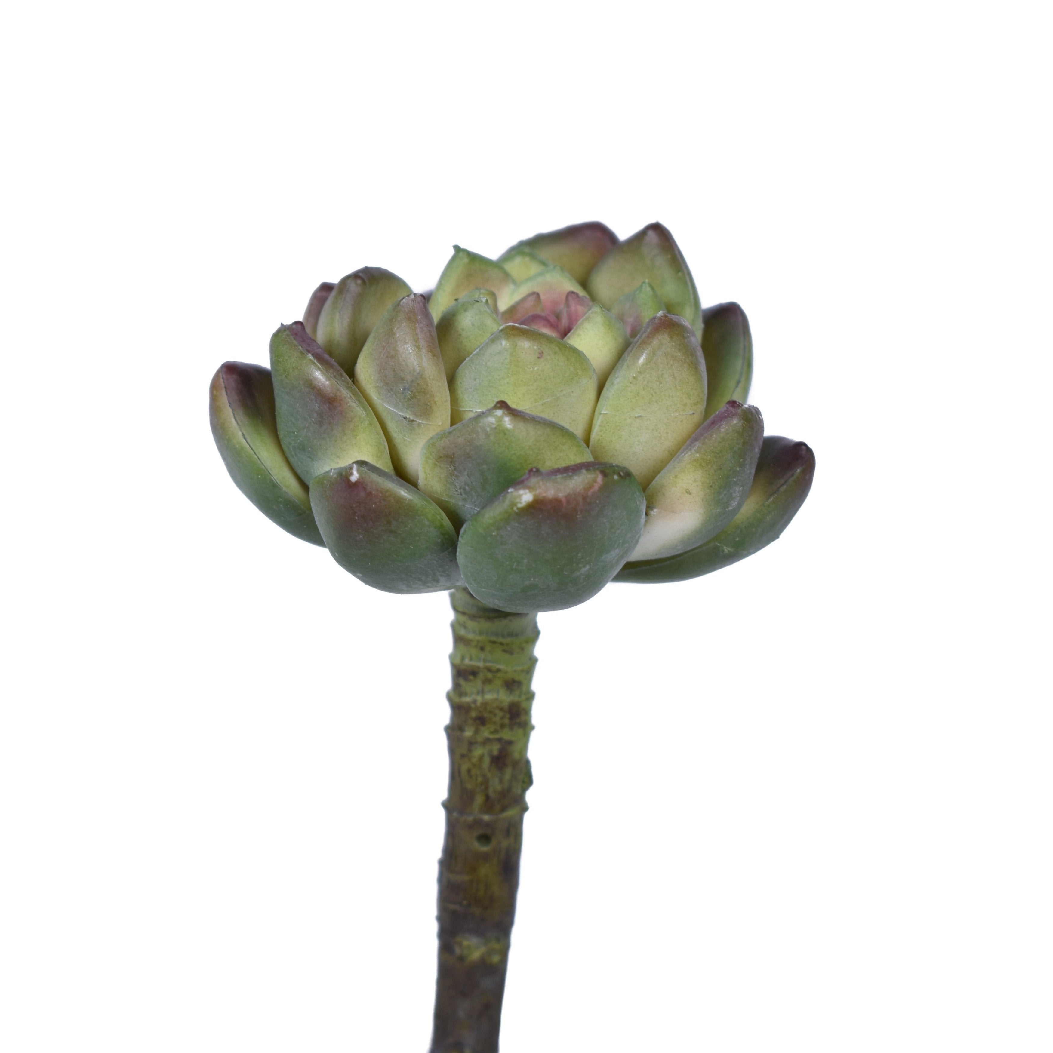 5" UV Protected Houseleek Pick   SF1071UV