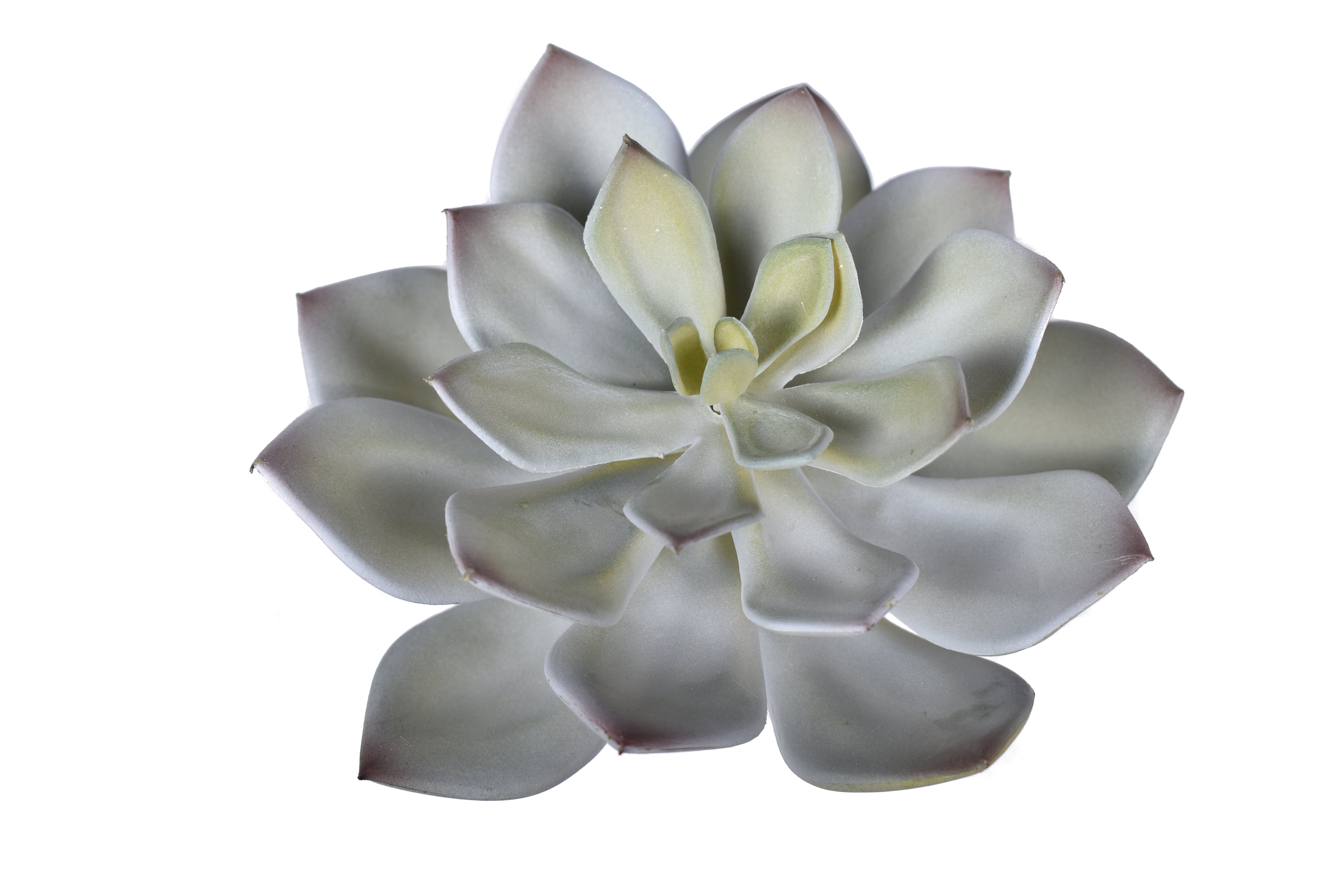 6" UV Protected Echeveria Stem     SF1103UV