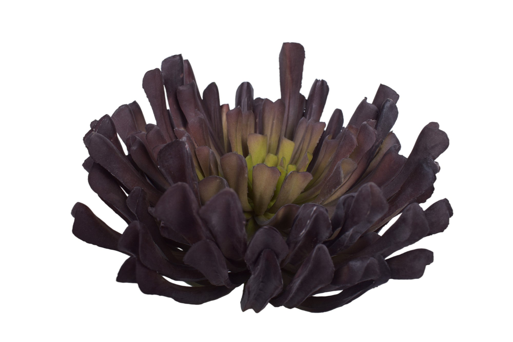 11" UV Protected Succulent   SF1107UV