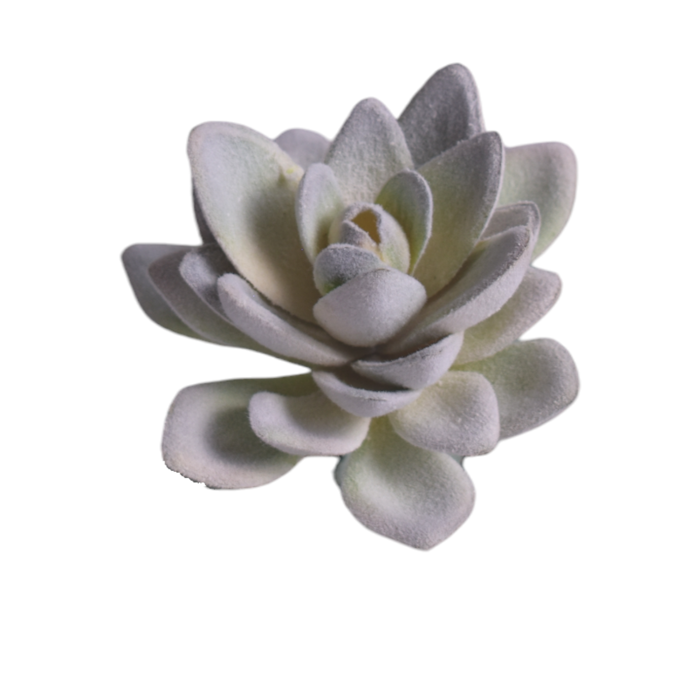 5” Grey/Green Succulent   SF1115