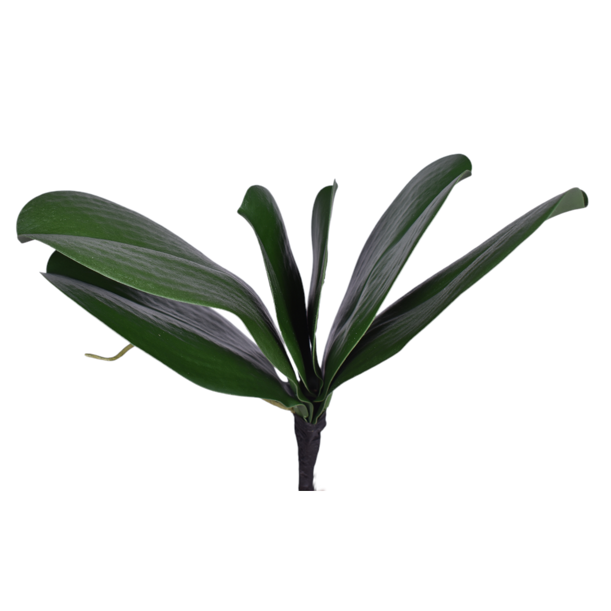 9" Orchid Leaf   ST1133