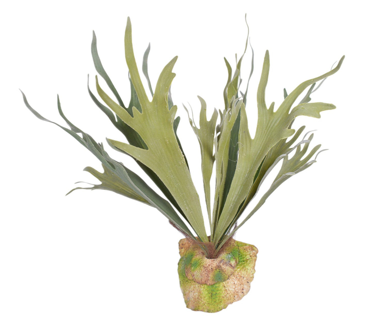 15" Staghorn Fern   ST1139