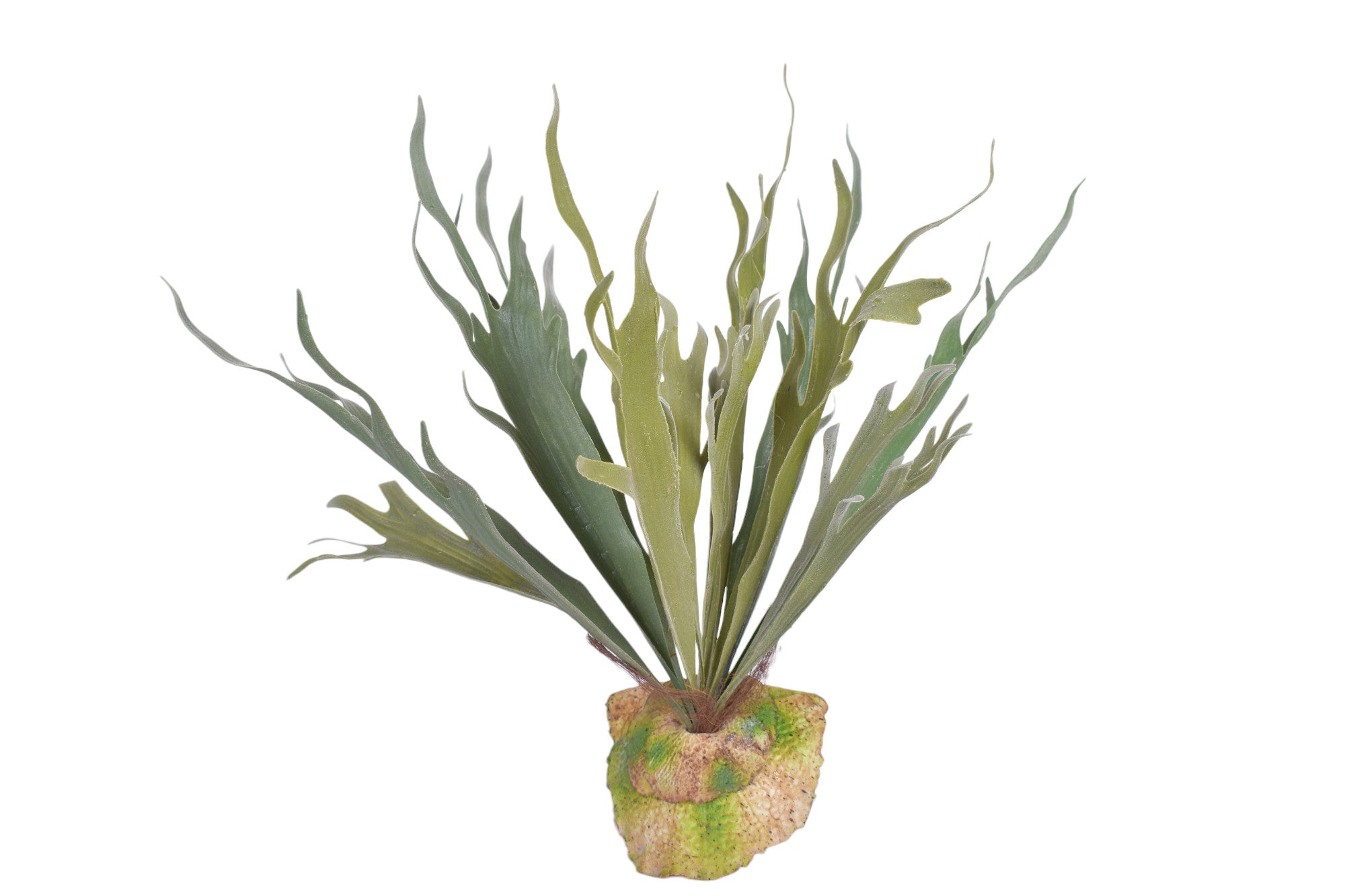 15" Staghorn Fern   ST1139