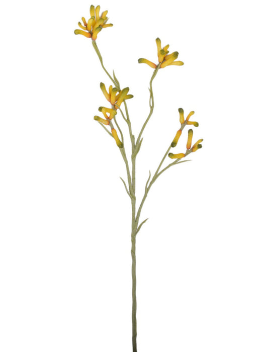 26" Yellow Kangaroo Paw Stem   ST1180