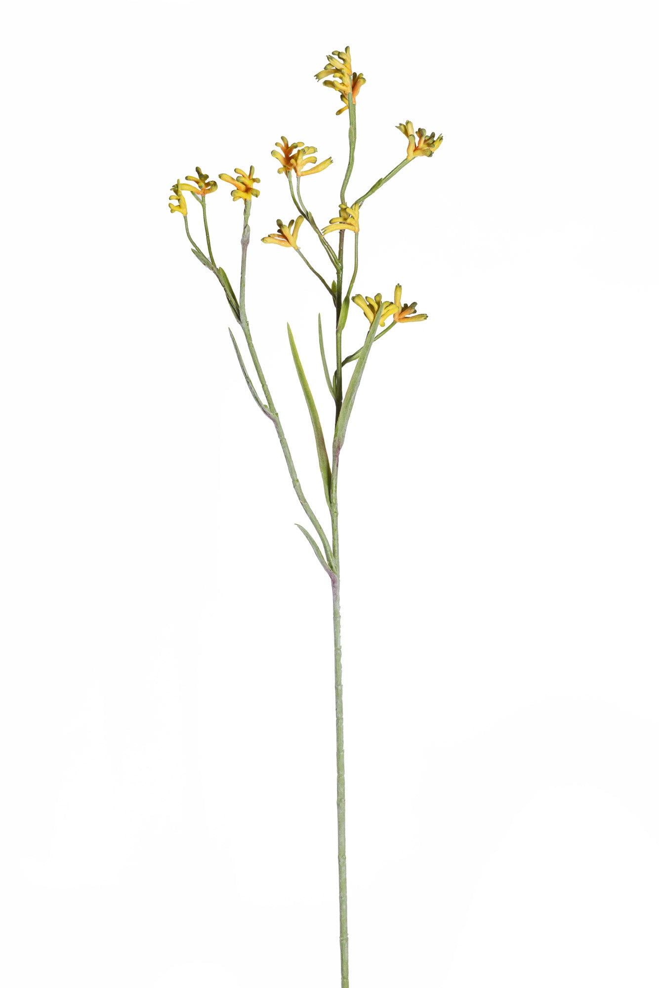 ST1192 WL Kangaroo Paw