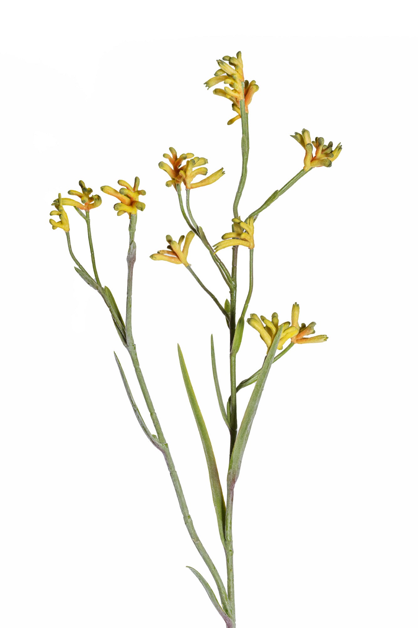 ST1192 WL Kangaroo Paw