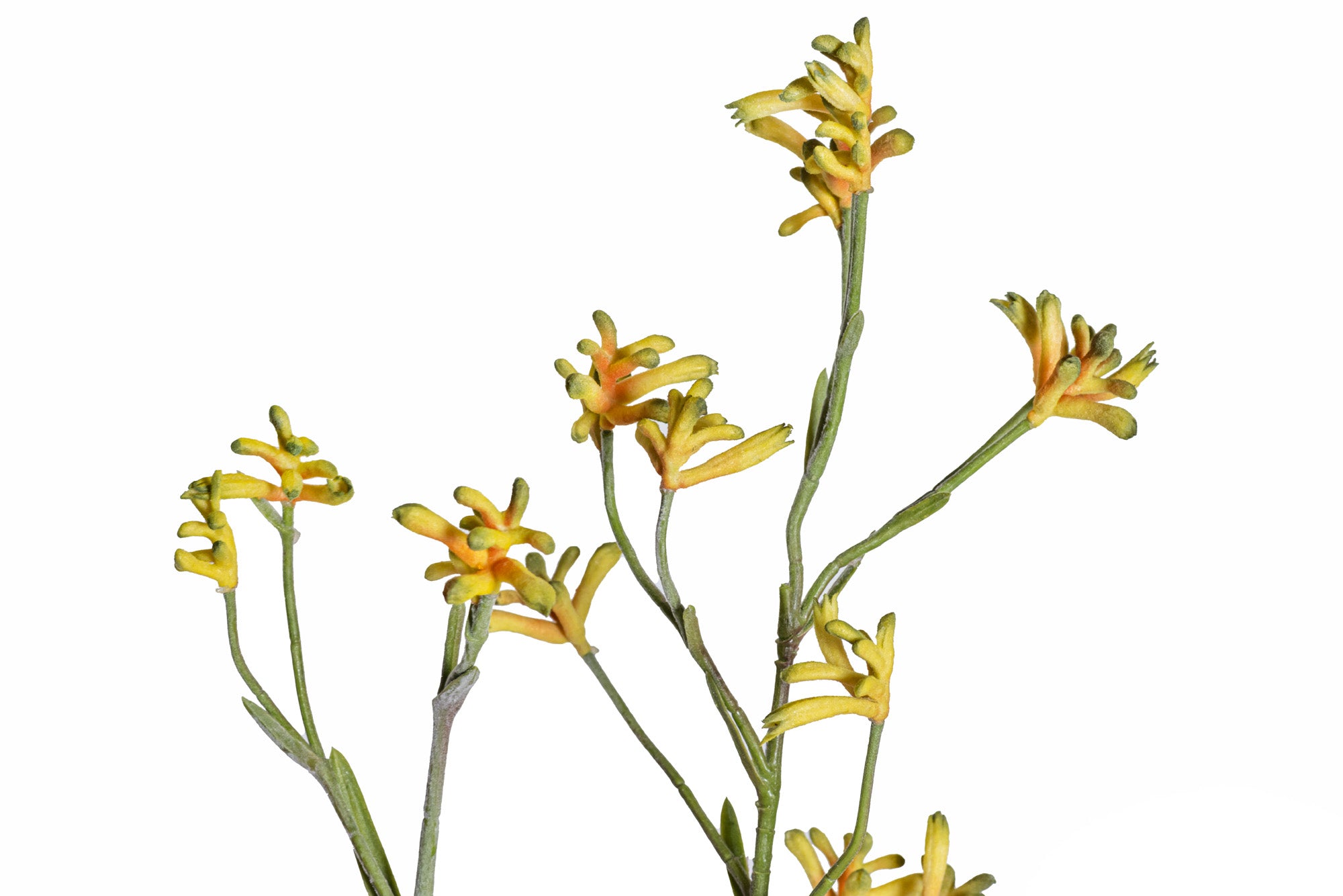 ST1192 WL Kangaroo Paw