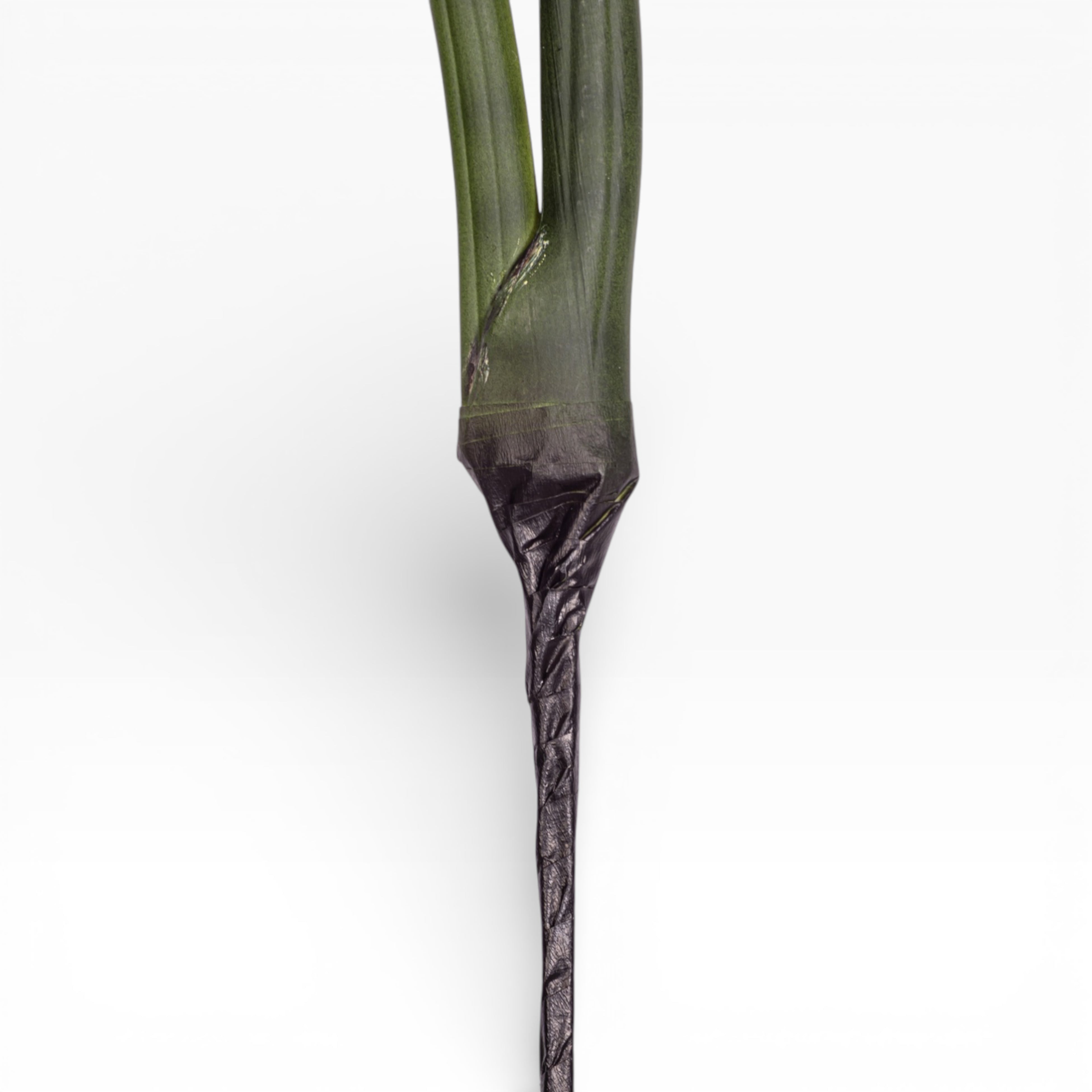 20.5" Sanseveria Stem    ST1197