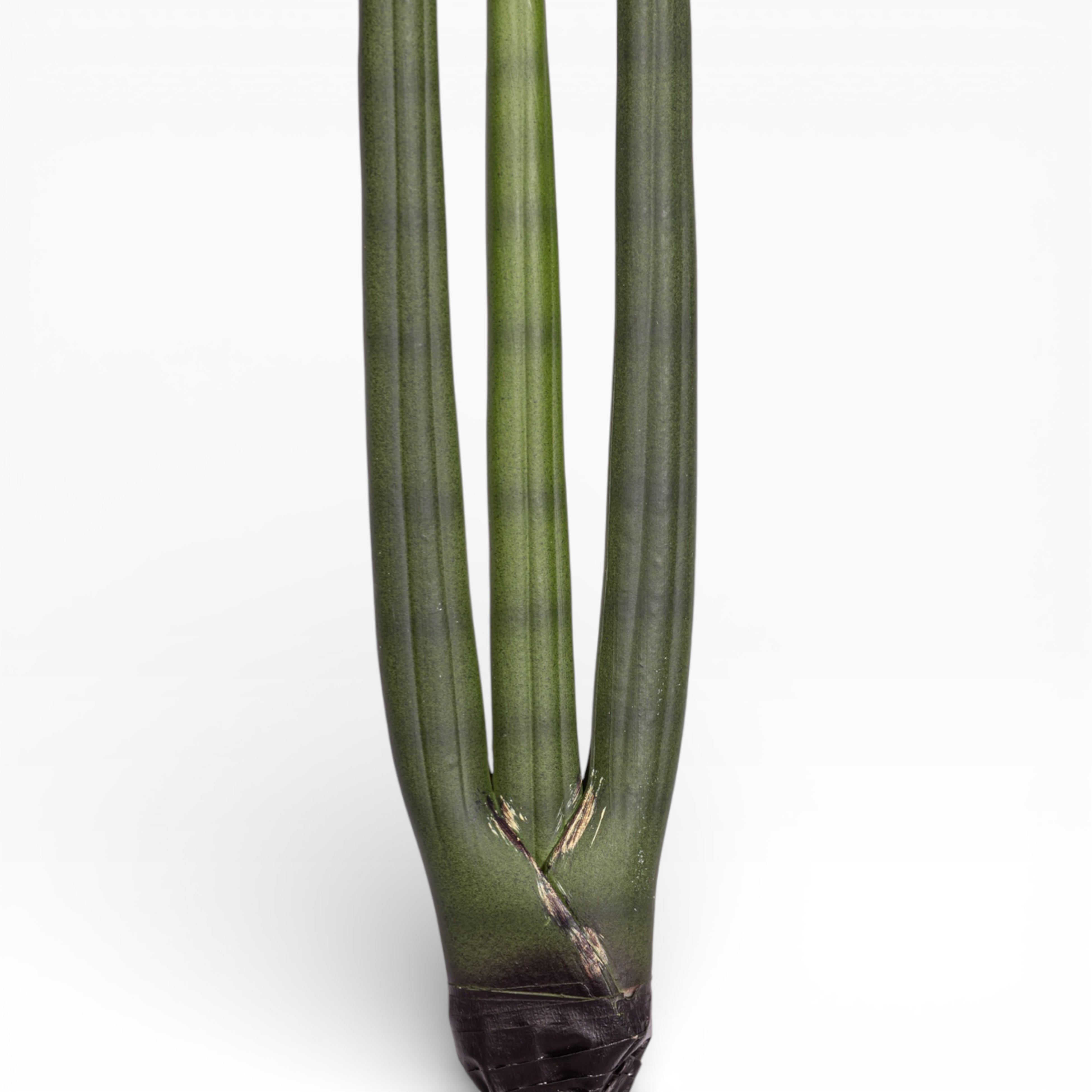 20.5" Sanseveria Stem   ST1198