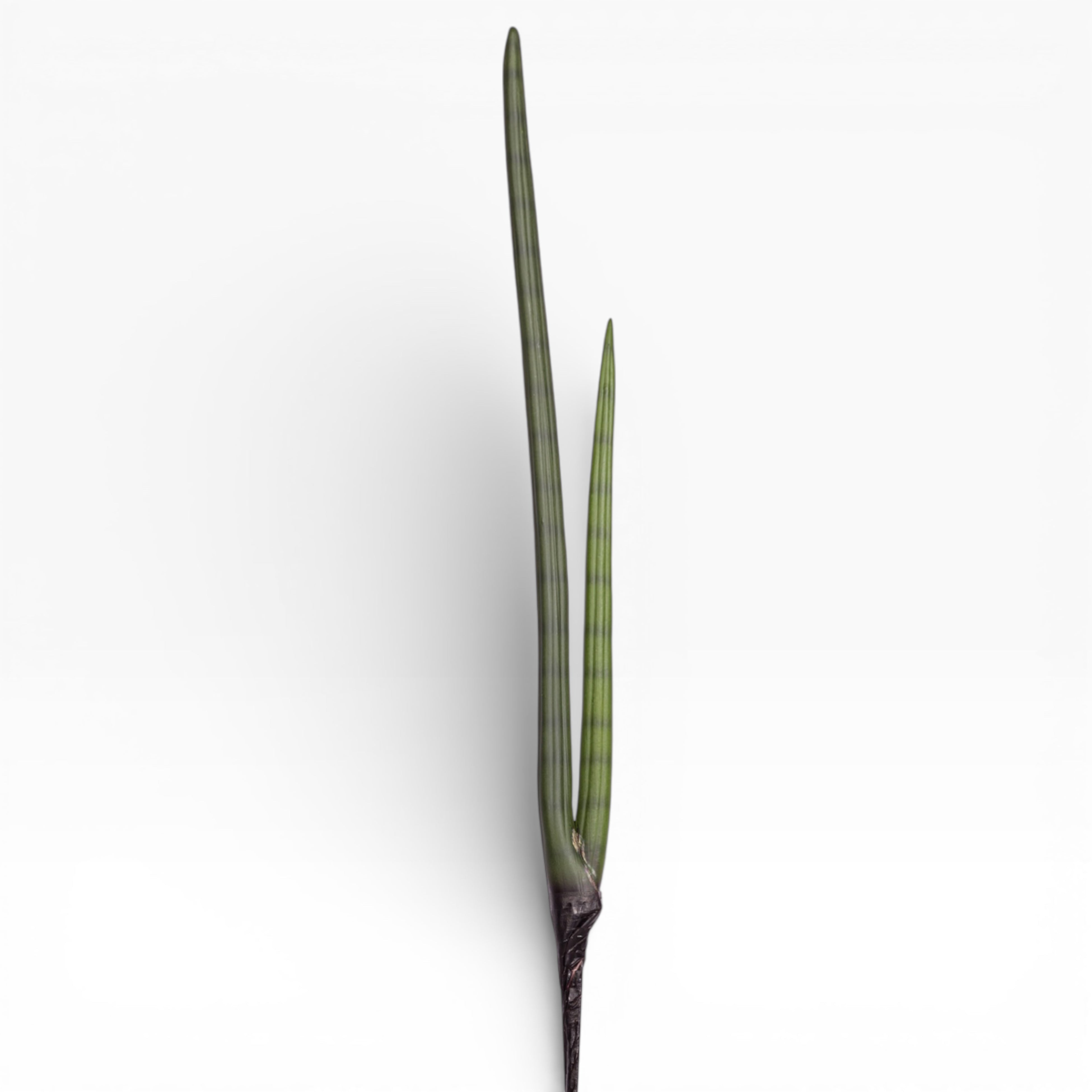 24.5" Sanseveria Stem   ST1199