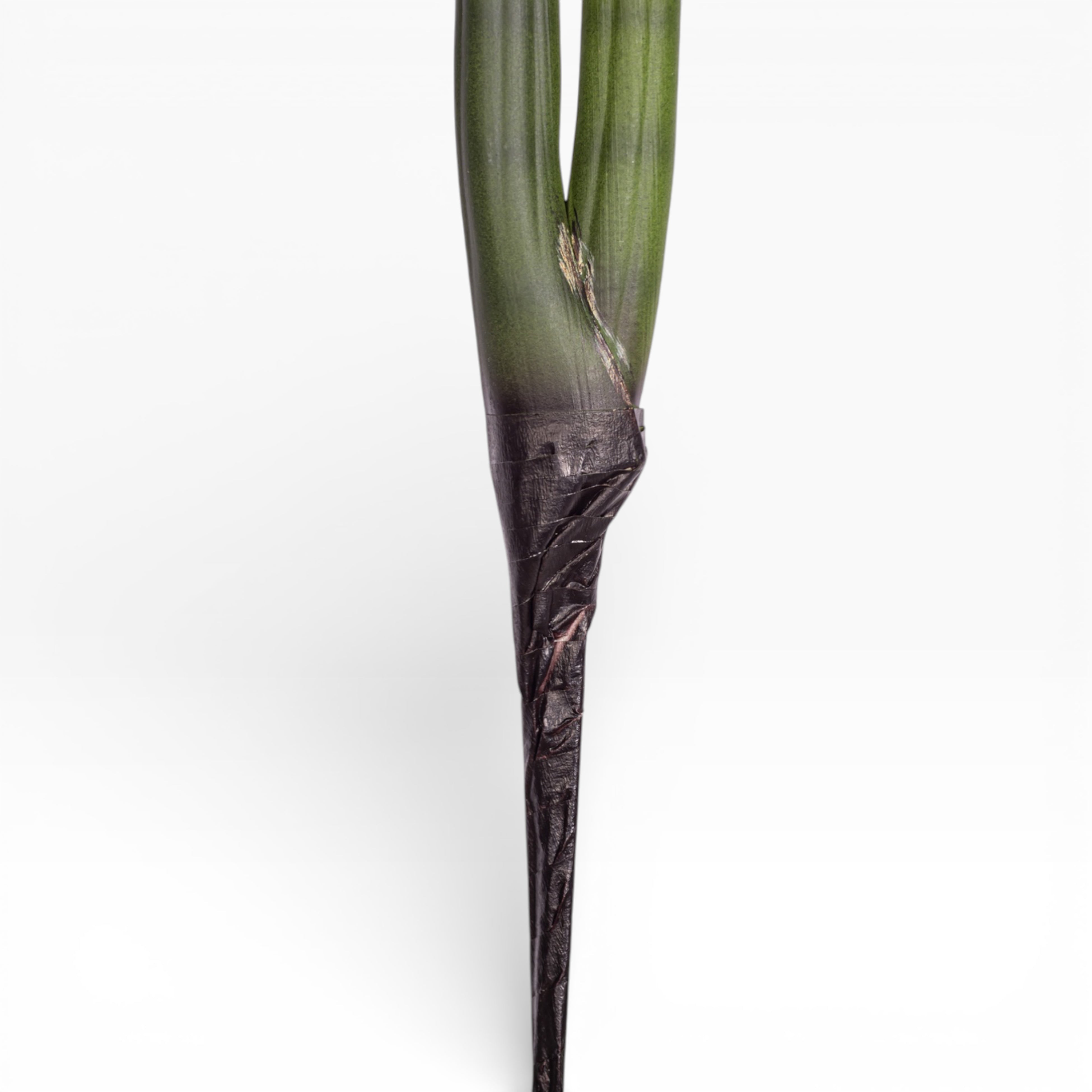 24.5" Sanseveria Stem   ST1199