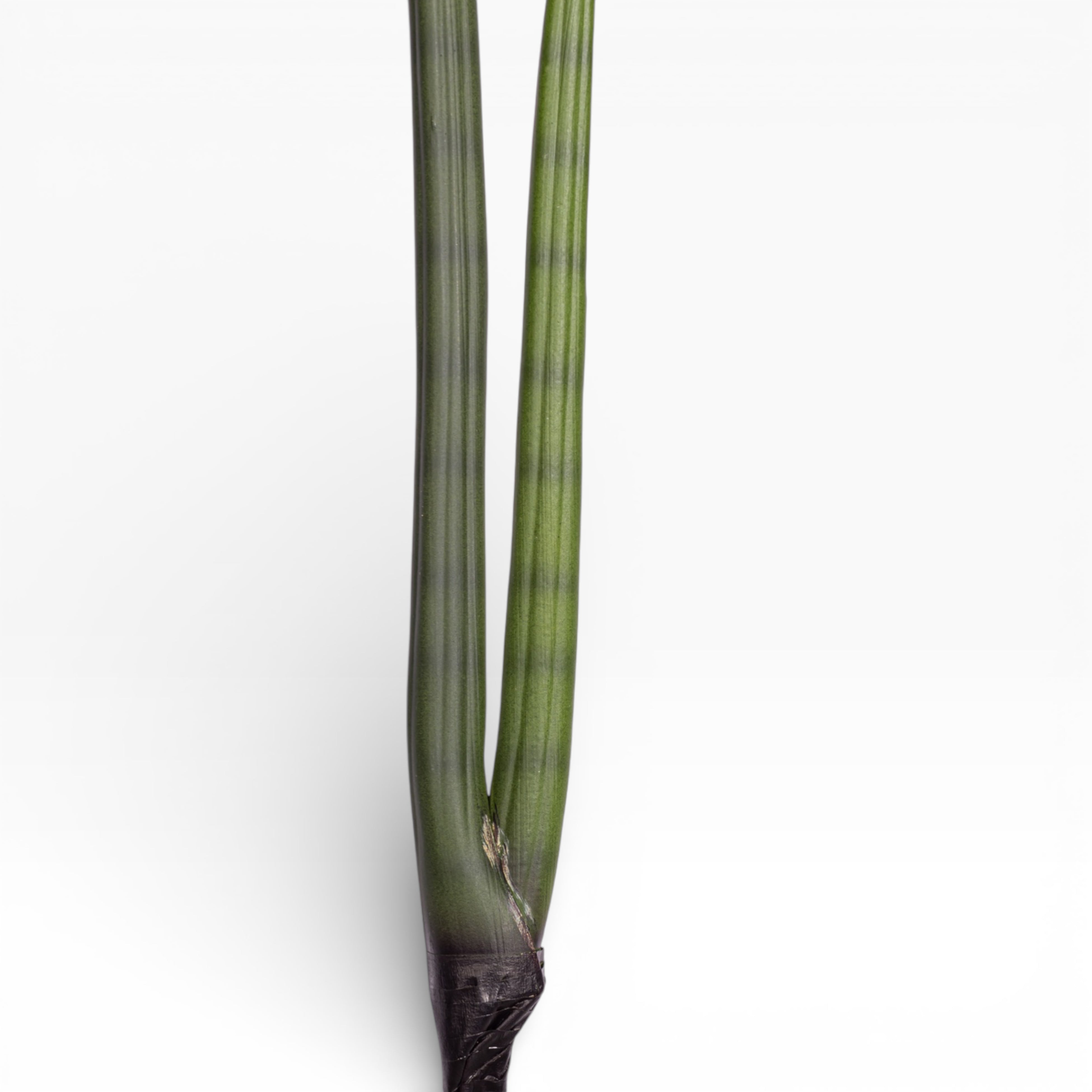 24.5" Sanseveria Stem   ST1199