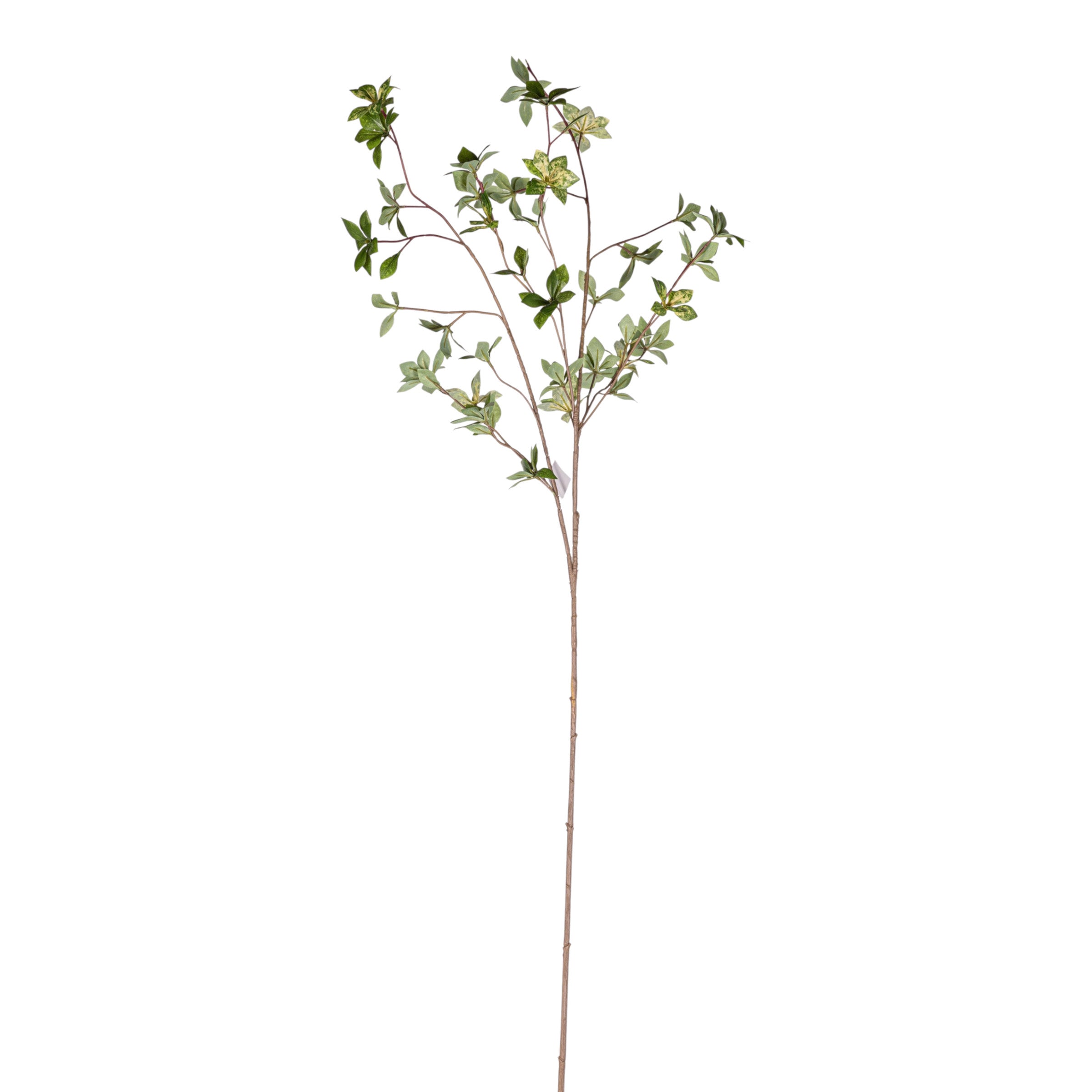45" Rhododendron Stem - Varigated  ST1211