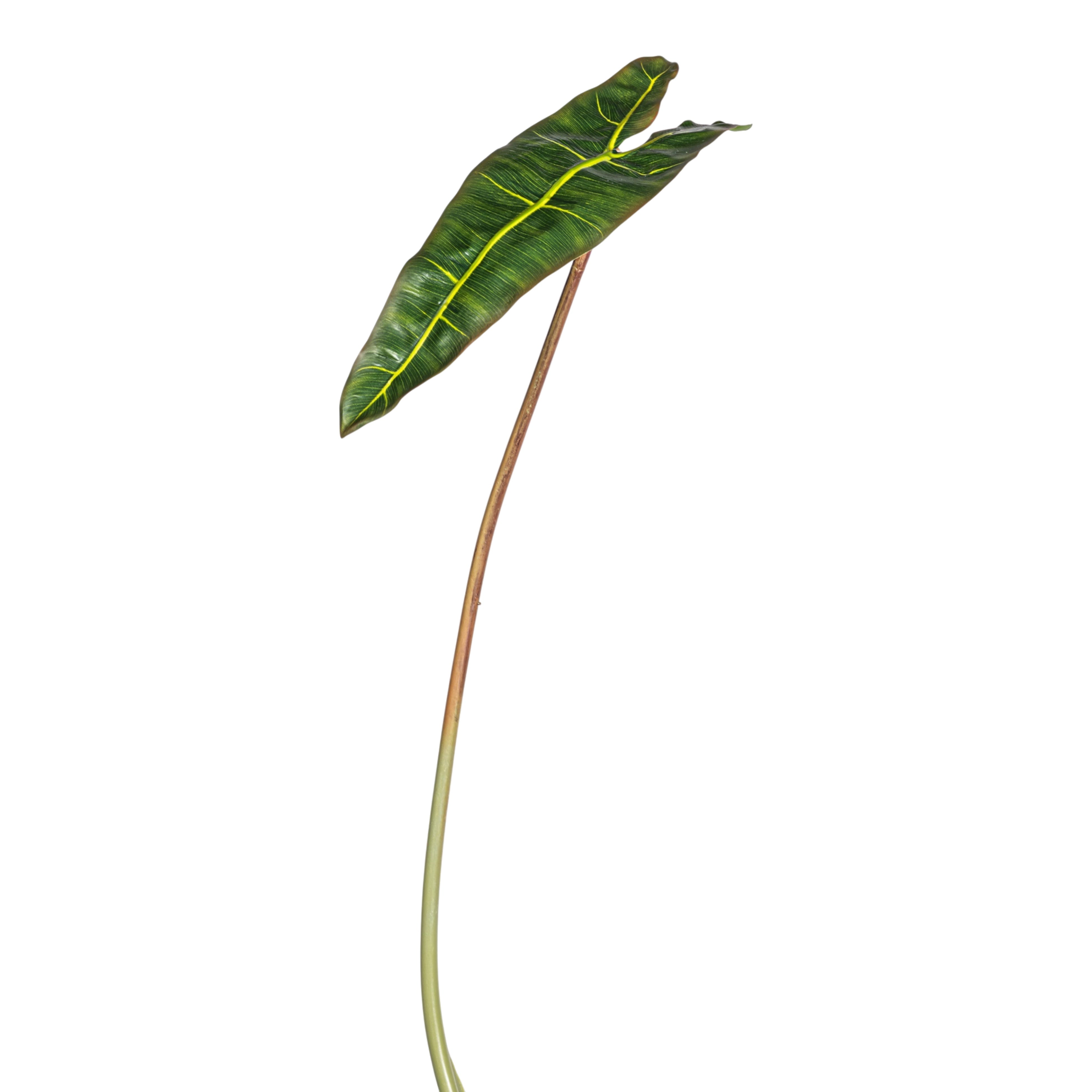 32" Philodendron Spiritus Stem   ST1212