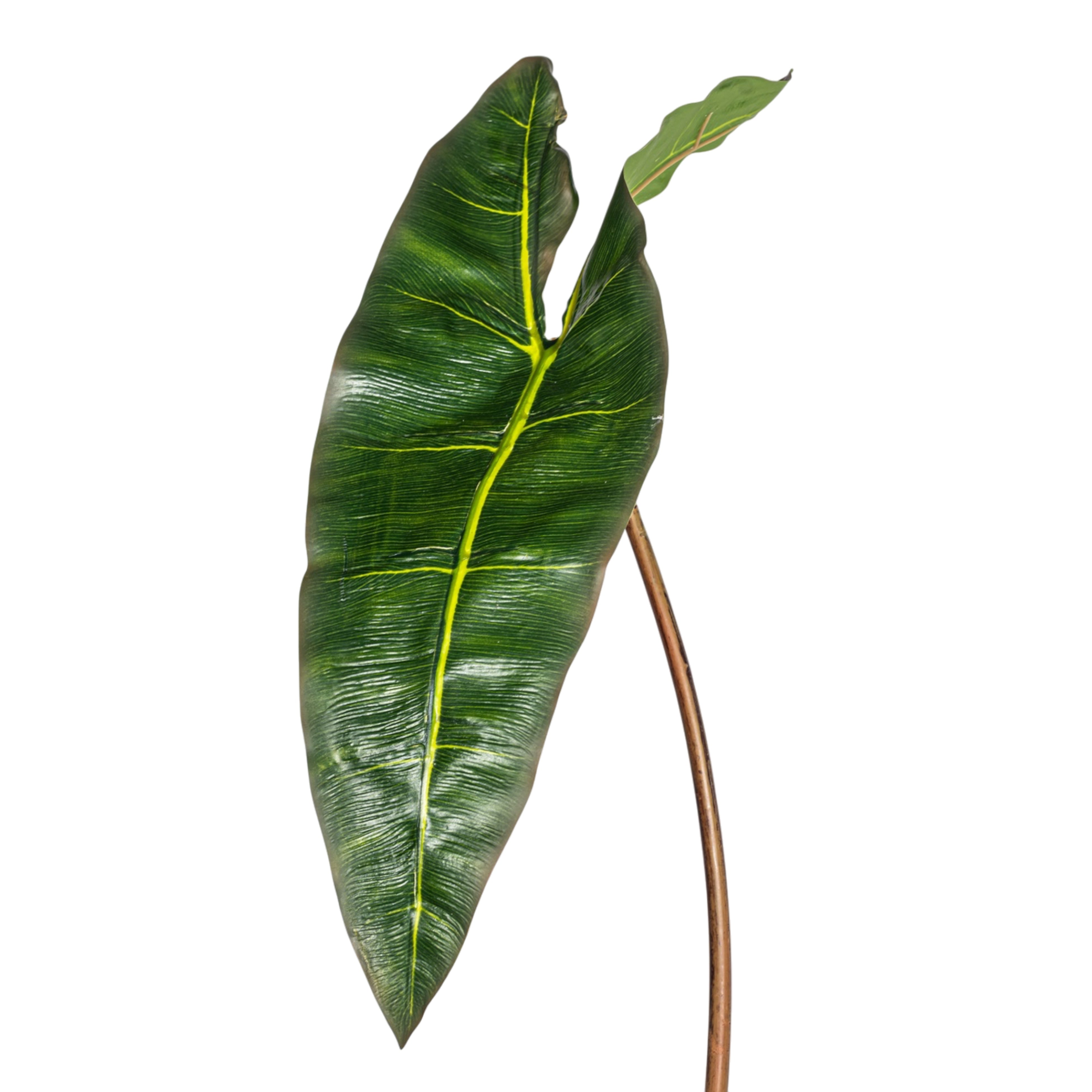 32" Philodendron Spiritus Stem   ST1212