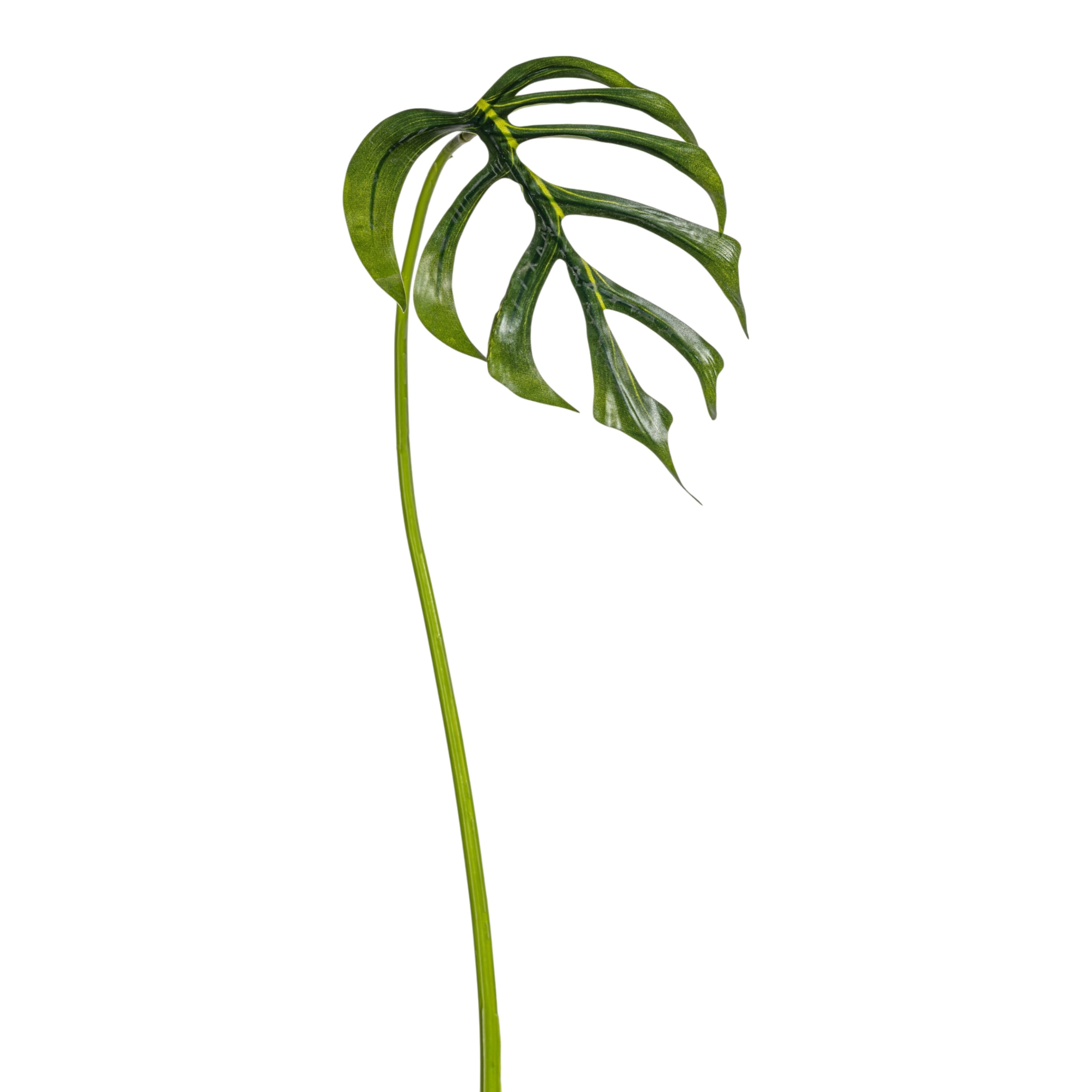 25.5" Monstera Dilacerata Leaf Stem  ST1214