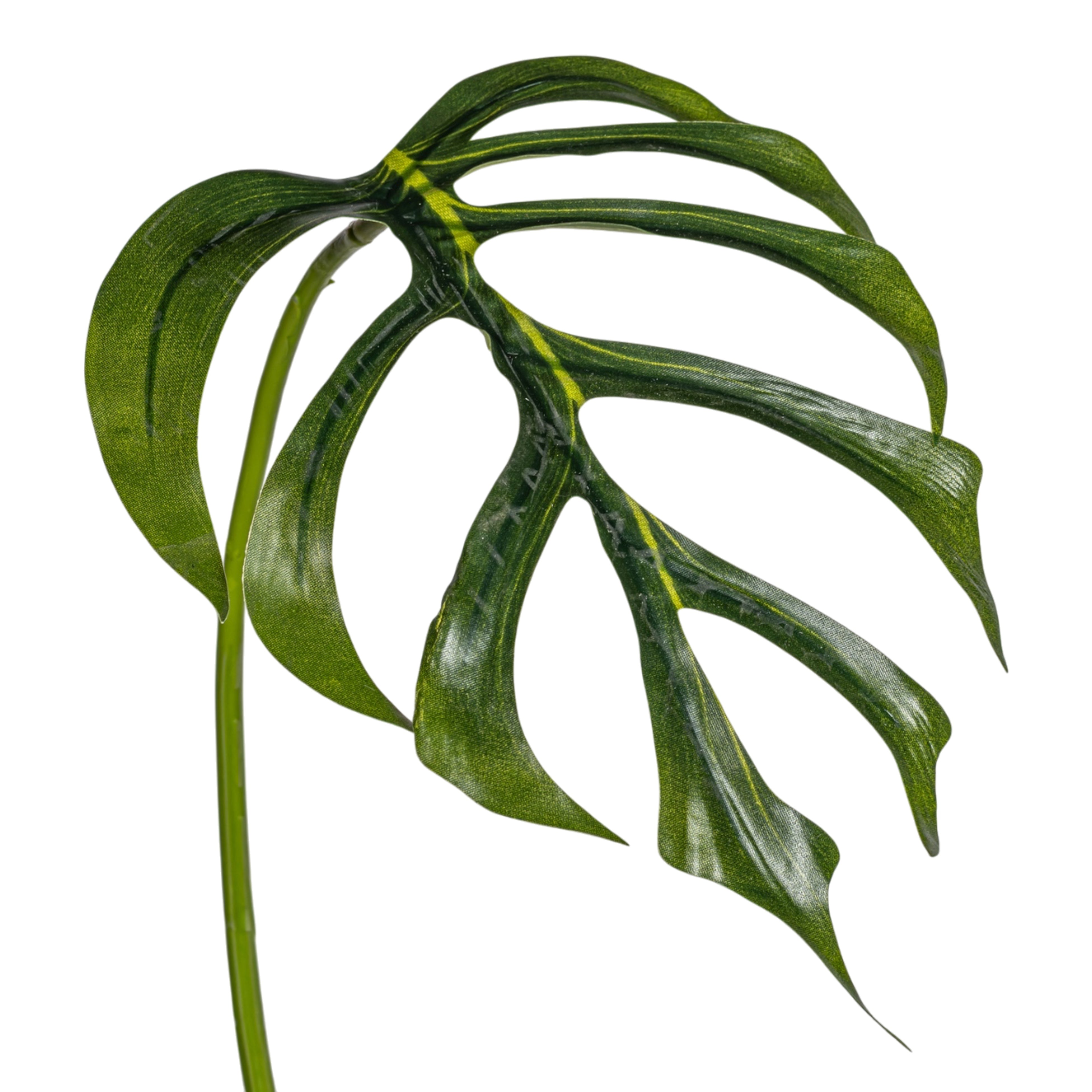 25.5" Monstera Dilacerata Leaf Stem  ST1214