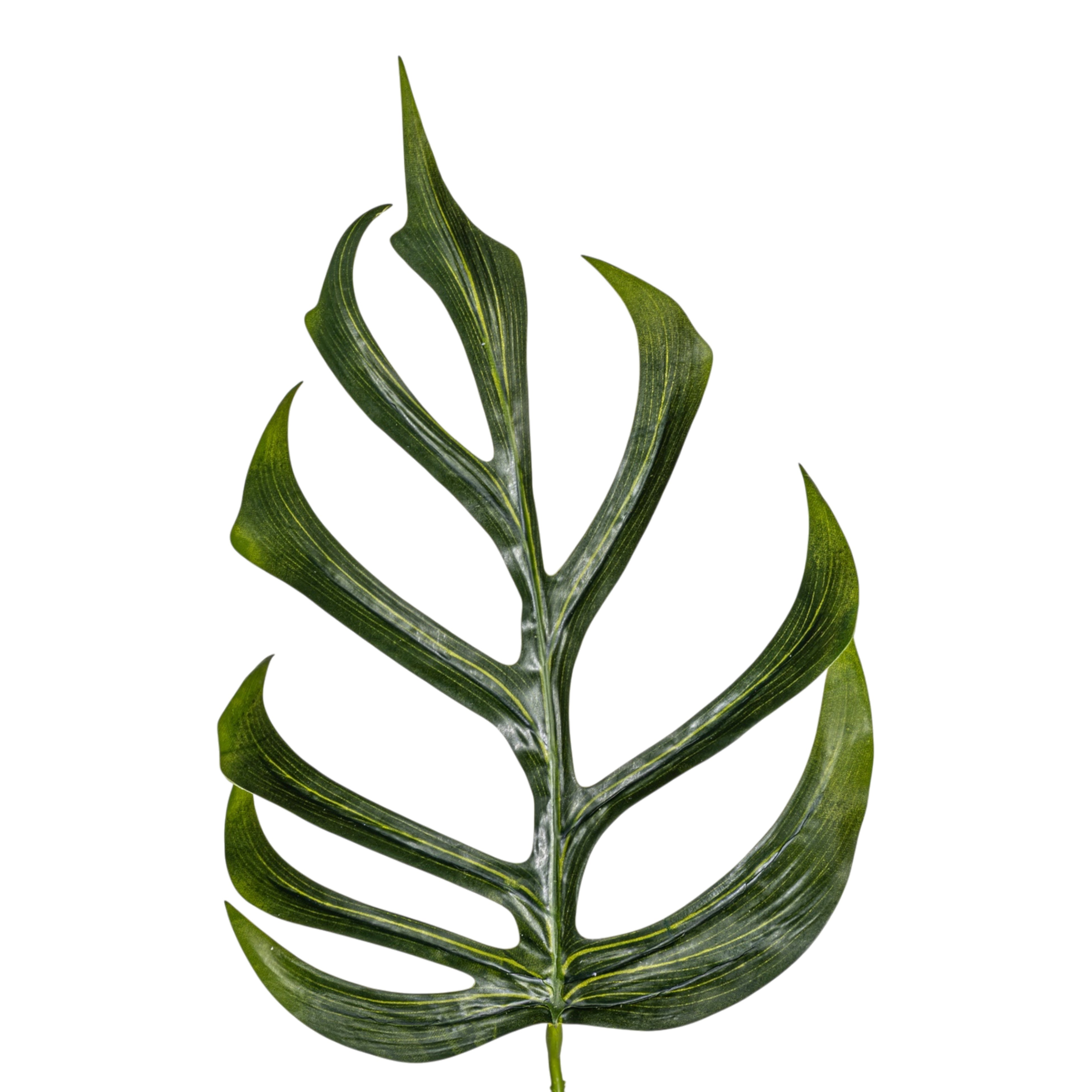 25.5" Monstera Dilacerata Leaf Stem   ST1215