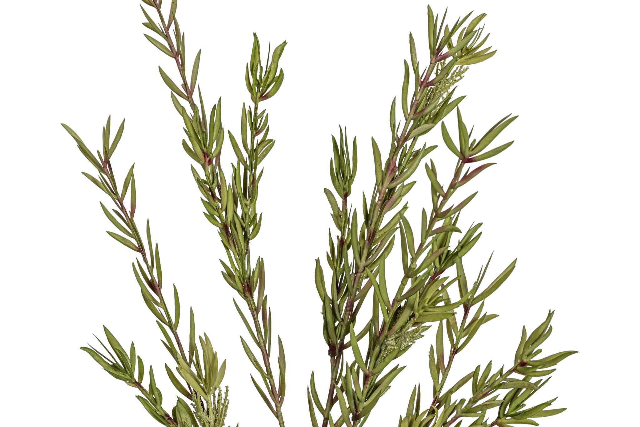 43" Bottle Brush Stem   ST1216