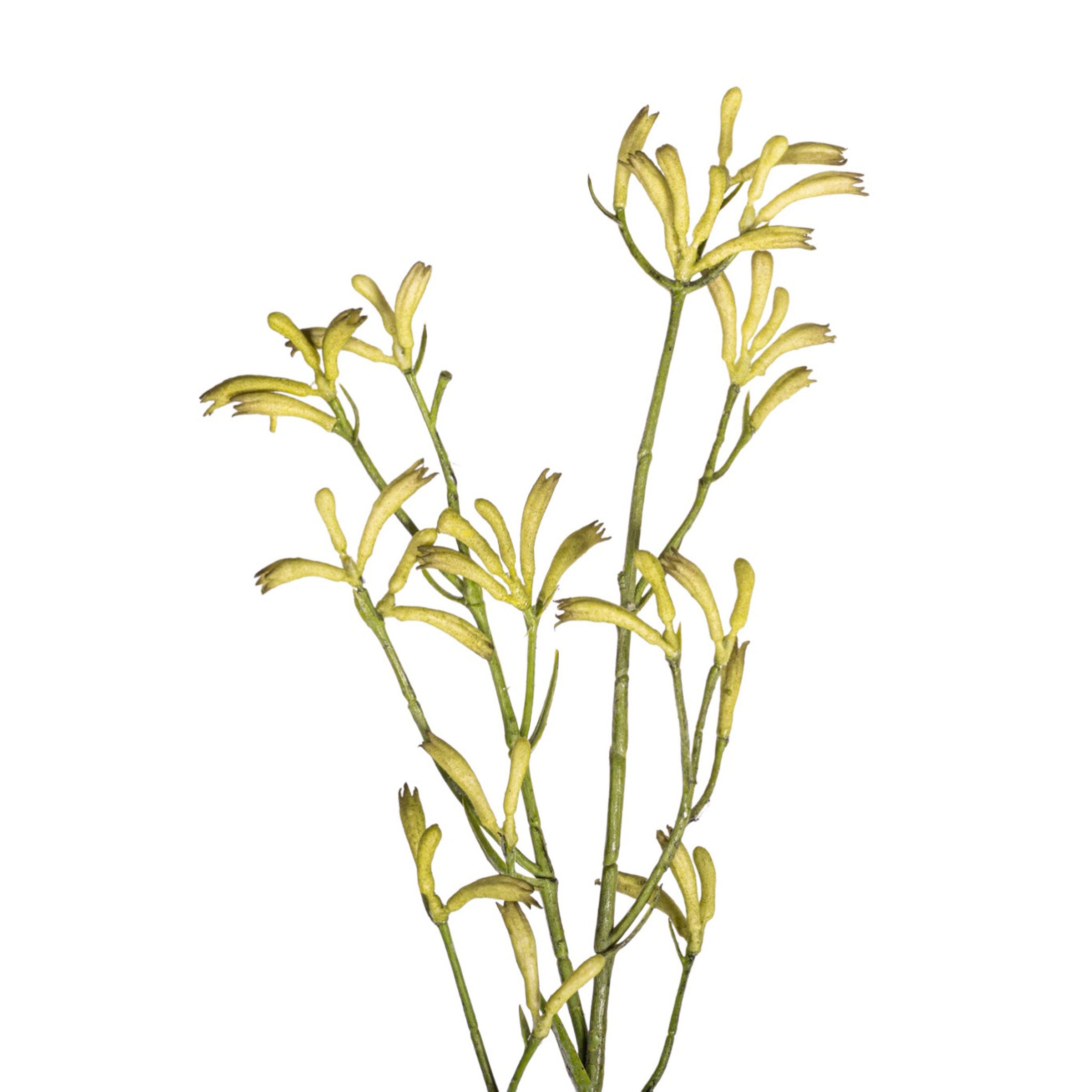 40" Kangaroo Paw - Green   ST1217